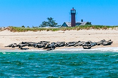 Monomoy Lighthouse Tower Behind Seals Relaxing on Beach on Cape